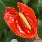 Anthurium Orange (6” pot)