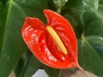 Anthurium Orange (6” pot) - Image 2