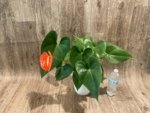 Anthurium Orange (6” pot) - Image 6