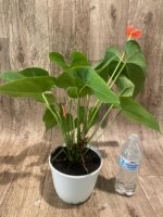 Anthurium Orange (6” pot) - Image 7