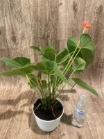 Anthurium Orange (6” pot) - Image 8