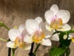 Double Spikes Phalaenopsis.Toyama Sakura (3.5" pot) - Image 4