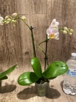 Double Spikes Phalaenopsis.Toyama Sakura (3.5" pot) - Image 7