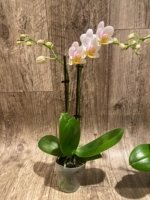 Double Spikes Phalaenopsis.Toyama Sakura (3.5" pot) - Image 8