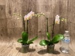Double Spikes Phalaenopsis.Toyama Sakura (3.5" pot) - Image 5