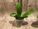 Double Spikes Phalaenopsis.Toyama Sakura (3.5" pot) - Image 10