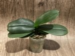 Phalaenopsis I-Hsin Bubble Gum (3” pot) - Image 6