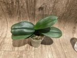 Phalaenopsis I-Hsin Bubble Gum (3” pot) - Image 5