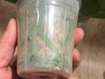 Phalaenopsis I-Hsin Bubble Gum (3” pot) - Image 8