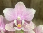 Double Spikes In Bloom Phalaenopsis NOID (3.5" pot)