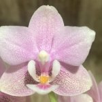 Double Spikes In Bloom Phalaenopsis NOID (3.5" pot)