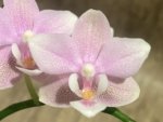 Double Spikes In Bloom Phalaenopsis NOID (3.5" pot) - Image 4