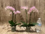 Double Spikes In Bloom Phalaenopsis NOID (3.5" pot) - Image 5