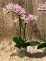 Double Spikes In Bloom Phalaenopsis NOID (3.5" pot) - Image 7