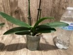 Double Spikes In Bloom Phalaenopsis NOID (3.5" pot) - Image 9