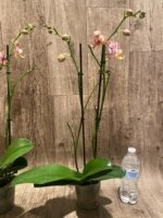 Double Spikes Phalaenopsis Dtps I-Hsin Fantastic World (4.5" pot) - Image 8