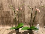 Double Spikes Phalaenopsis Dtps I-Hsin Fantastic World (4.5" pot) - Image 6