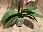 Multi Spikes Phalaenopsis OX Little Prince (4.5" Pot) - Image 8