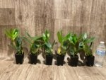 Dendrobium spectabile alba × sib (2" pot) - Image 6