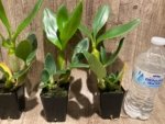 Dendrobium spectabile alba × sib (2" pot) - Image 4