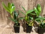Dendrobium spectabile alba × sib (2" pot) - Image 2