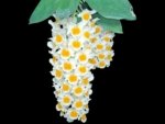 Fragrant Dendrobium farmeri (2" pot)