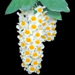 Fragrant Dendrobium farmeri (2" pot)