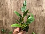 Fragrant Dendrobium farmeri (2" pot) - Image 5