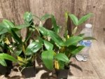 Fragrant Dendrobium farmeri (2" pot) - Image 4