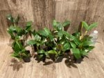 Fragrant Dendrobium farmeri (2" pot) - Image 6