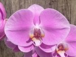 In Bloom Phalaenopsis Shulong Soft Pink ‘Large Flowers’ (4.5" pot) - Image 4