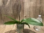 In Bloom Phalaenopsis Shulong Soft Pink ‘Large Flowers’ (4.5" pot) - Image 10