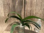 Tall Spike Phalaenopsis Dolce Golden Beauty “LX149” (4.5" pot) - Image 8