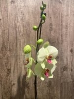 Tall Spike Phalaenopsis Dolce Golden Beauty “LX149” (4.5" pot) - Image 5