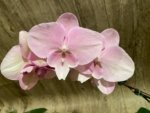 In Bloom Hard to Find Phalaenopsis Pink Icing (4.5" pot) - Image 4