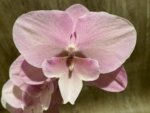 In Bloom Hard to Find Phalaenopsis Pink Icing (4.5" pot) - Image 2