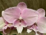 In Bloom Hard to Find Phalaenopsis Pink Icing (4.5" pot) - Image 3
