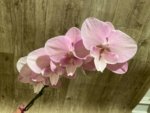 In Bloom Hard to Find Phalaenopsis Pink Icing (4.5" pot) - Image 6