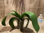 In Bloom Hard to Find Phalaenopsis Pink Icing (4.5" pot) - Image 10
