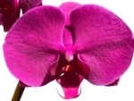 In Bloom Phalaenopsis OX Royal Rose (4" pot) - Image 2