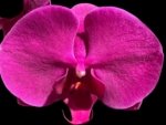 In Bloom Phalaenopsis OX Royal Rose (4" pot)