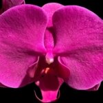 In Bloom Phalaenopsis OX Royal Rose (4" pot)