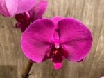 In Bloom Phalaenopsis OX Royal Rose (4" pot) - Image 4