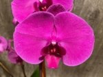In Bloom Phalaenopsis OX Royal Rose (4" pot) - Image 3