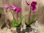 In Bloom Phalaenopsis OX Royal Rose (4" pot) - Image 5