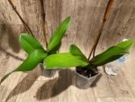 In Bloom Phalaenopsis OX Royal Rose (4" pot) - Image 9