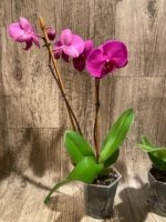 In Bloom Phalaenopsis OX Royal Rose (4" pot) - Image 7