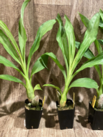 Monnierara Millennium Magic ‘Witchcraft’ - Black Orchid (2.25” Pot) - Image 3