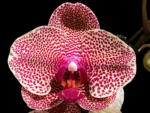 In Spike Phalaenopsis I-Hsin Seasame (4.5" pot)
