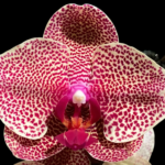 In Spike Phalaenopsis I-Hsin Seasame (4.5" pot)